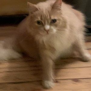 Meet your Posher, Blair